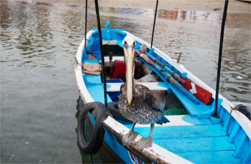 Een pelikaan op de boot
