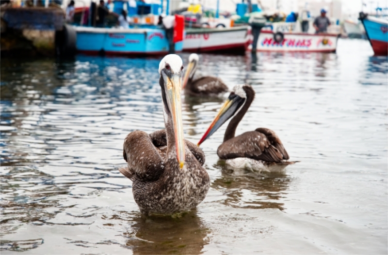 Pelikanen in de haven