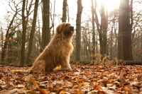 briard