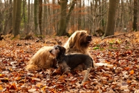 briard en ruwharige teckel