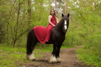 Fotoshoot met je paard