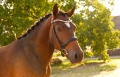 Portret pony
