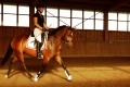 Draf foto pony