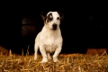 Hondje