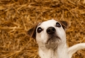 Portret hondje