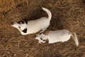 2 hondjes  op stal