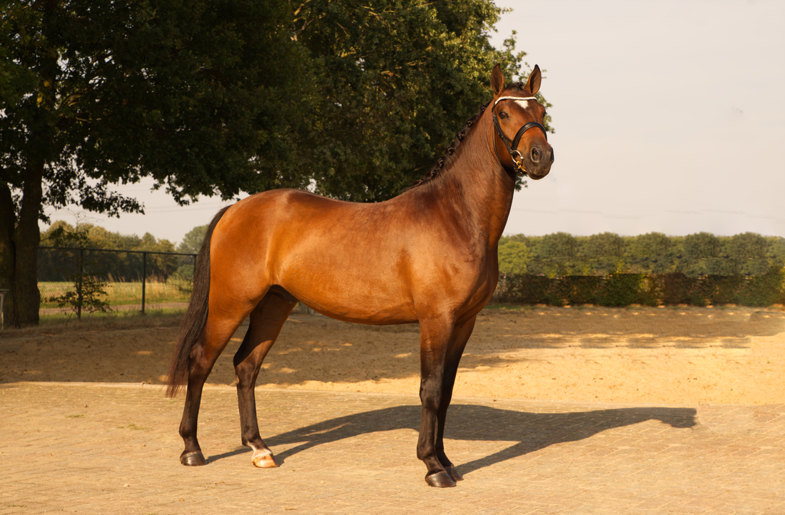 Paard dat Vierkant staat voor de foto. In Limburg Nederland.