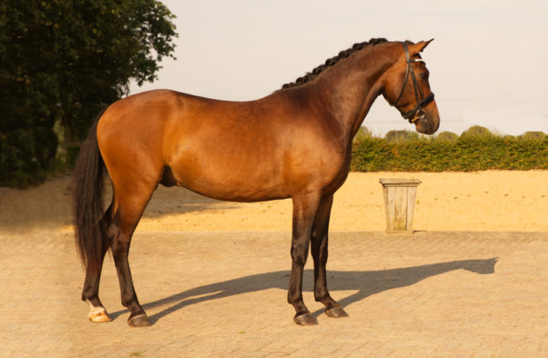 Verkoopfoto van een pony of paard, foto voor een verkoop advertentie.