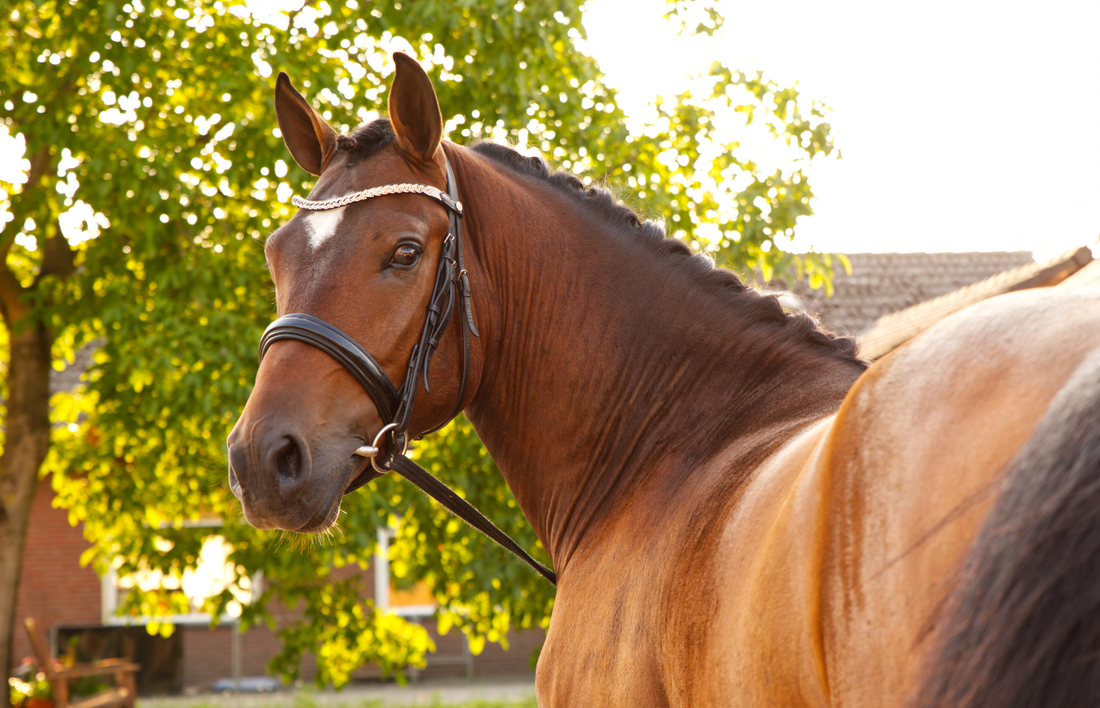 Portret van een paard tijdens een paardenfotoshoot in Limburg.