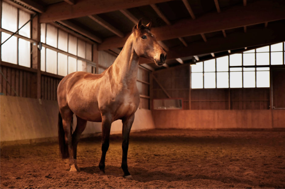stoere foto van paard in de binnenbak in Limburg.