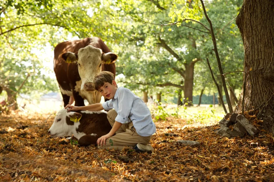 Foto van een jongetje bij een kalfje tijdens de fotoshoot bij de boerderij van zijn ouders in Limburg. Familie en gezins fotografie.